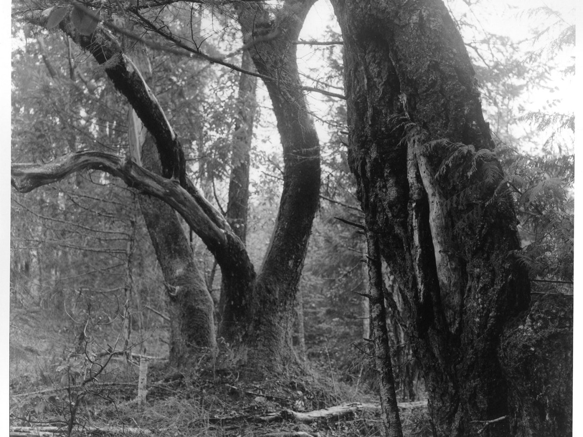 Black and white photo of a twisty tree