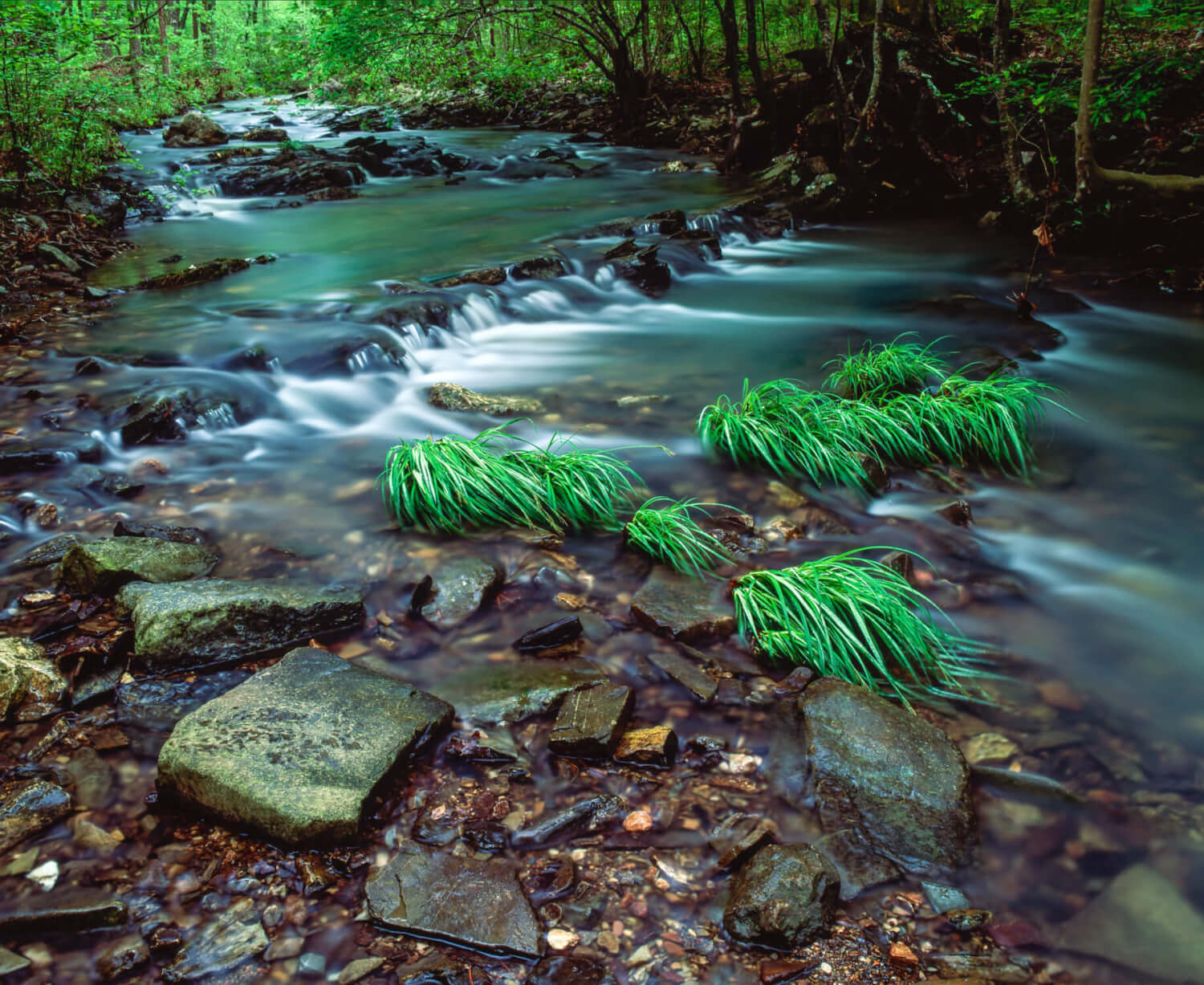 Creek and Grass - Fuji Velvia 50, Mamiya RB67, 65mm lens