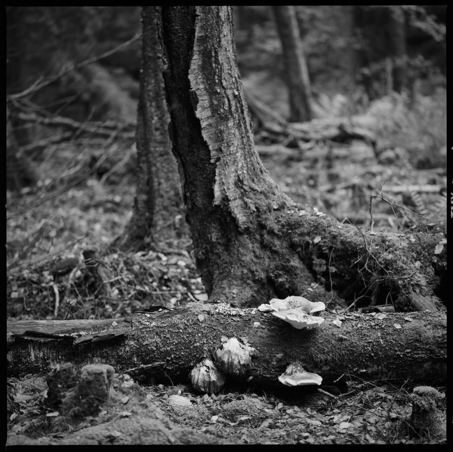 5 frames... Or 5 woodland portraits, taken with a Hasselblad 500CM and Sonnar CF 180mm f/4 on expired Kodak T-MAX 100 at EI 50
