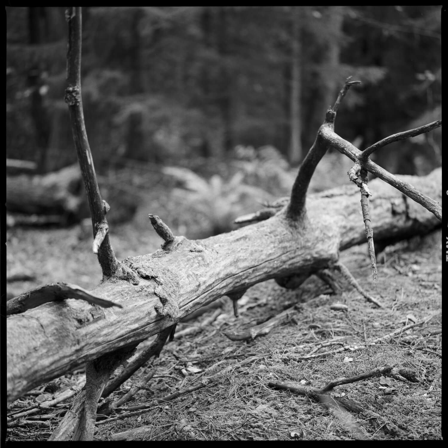5 frames... Or 5 woodland portraits, taken with a Hasselblad 500CM and Sonnar CF 180mm f/4 on expired Kodak T-MAX 100 at EI 50