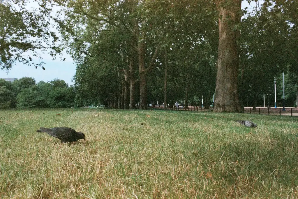 Pigeons in St James's Park, London.  1987 Canon A-1 with Sainsbury CPF
