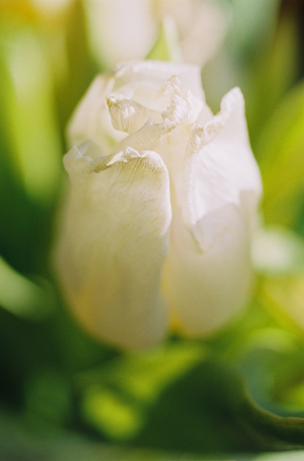 5 Frames of... Tulips on overexposed Fujicolor C200 (Leica R3, Macro-Elmarit 60mm f/2.8) - by Charles Mutter