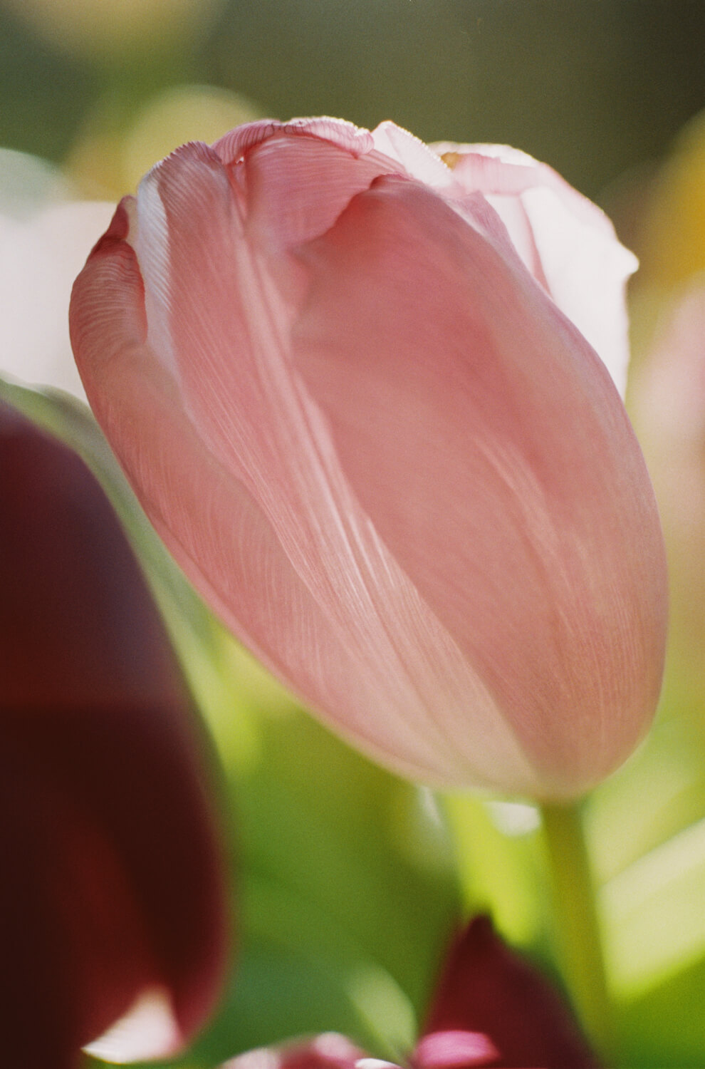 5 Frames of... Tulips on overexposed Fujicolor C200 (Leica R3, Macro-Elmarit 60mm f/2.8) - by Charles Mutter