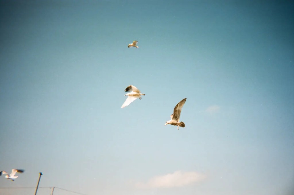Four seagulls flying in the blue sky.  There are some white clouds towards the bottom of the image.  5 Frames of Kodak Portra 400 on Kodak M35 plastic camera - Kerry Constantino.  By