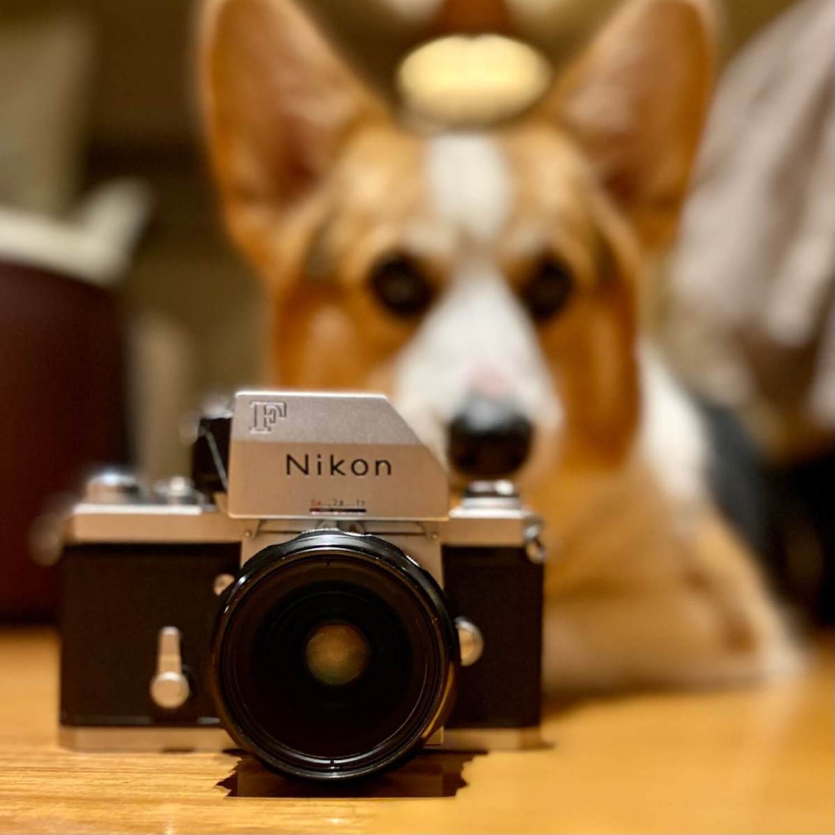 My Nikon F Nikkor OC 35mm + macro tube, Aislinn Chuahiock