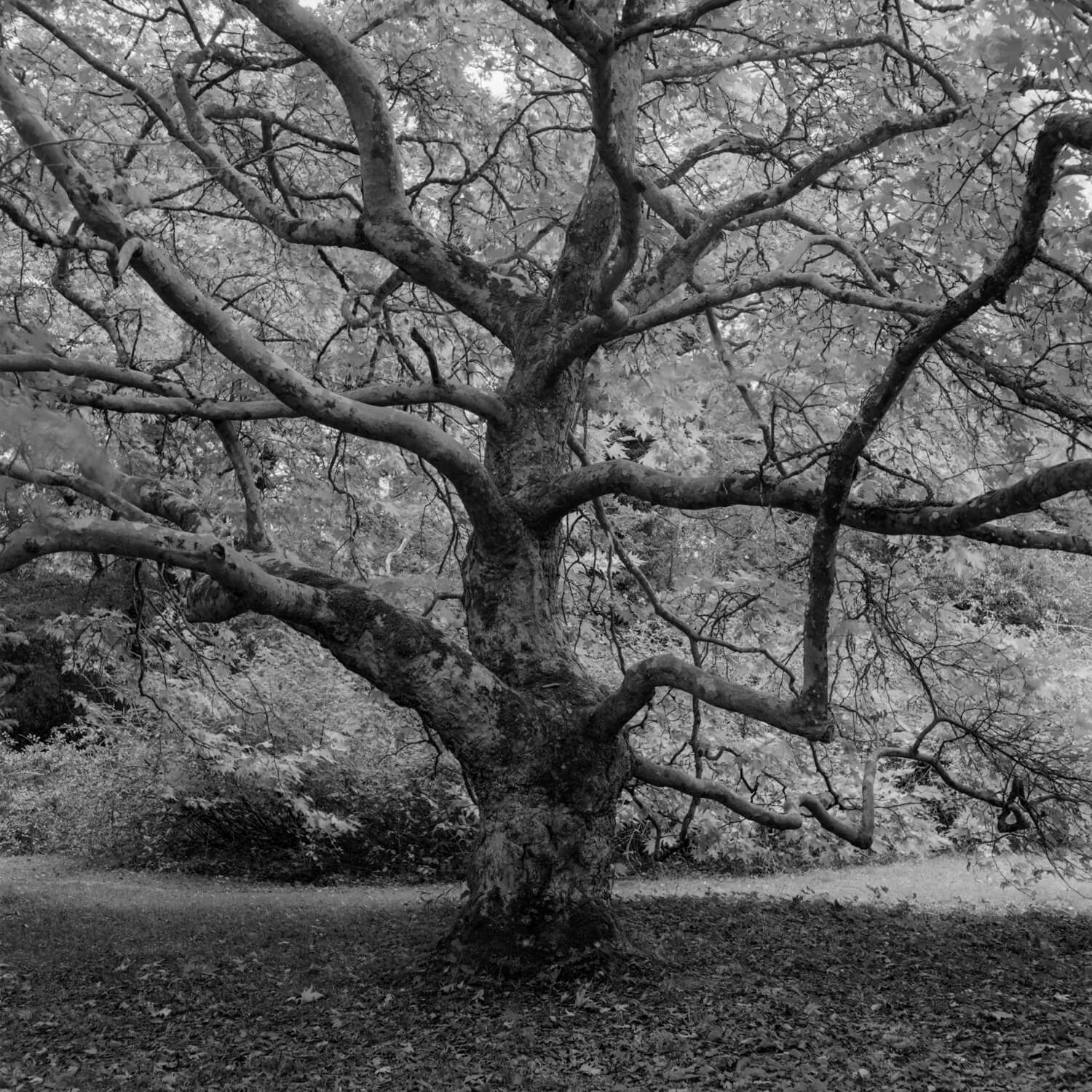 5 Frames… At Westonbirt Arboretum on ILFORD Delta 100 Professional Rolleicord Va + Xenar 75mm f/3.5 - by Iksung Nah