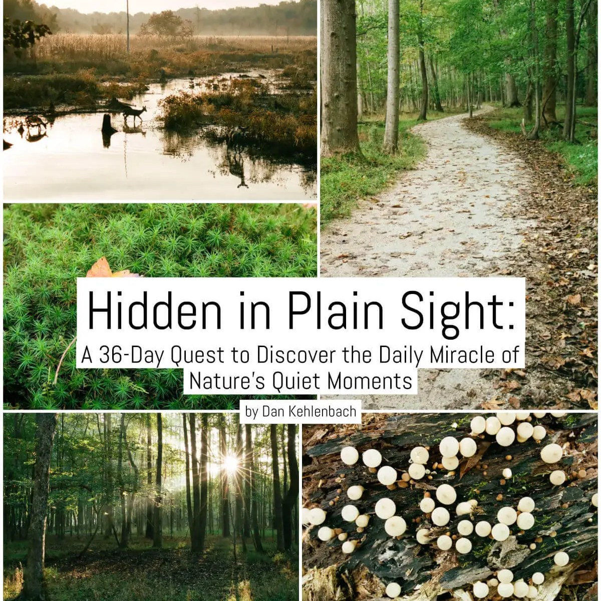 Cover - Hidden in Plain Sight