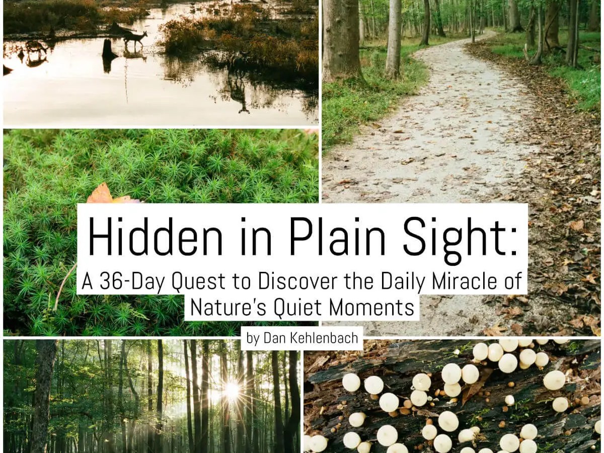 Cover - Hidden in Plain Sight