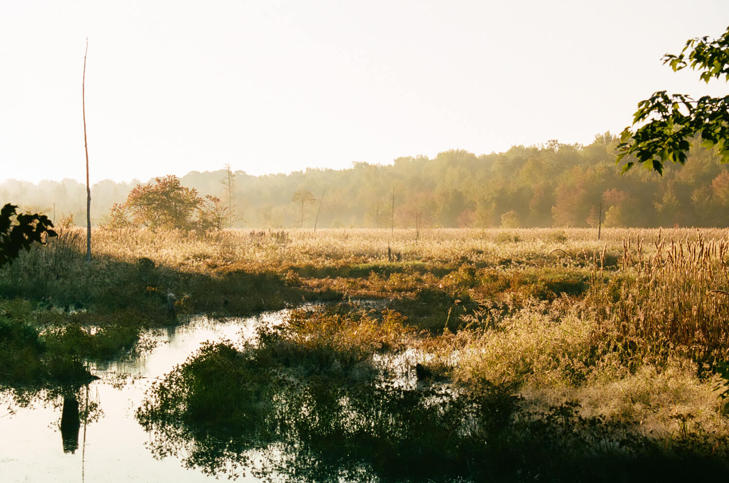 Wetland dawn - October 3 7:45 AM