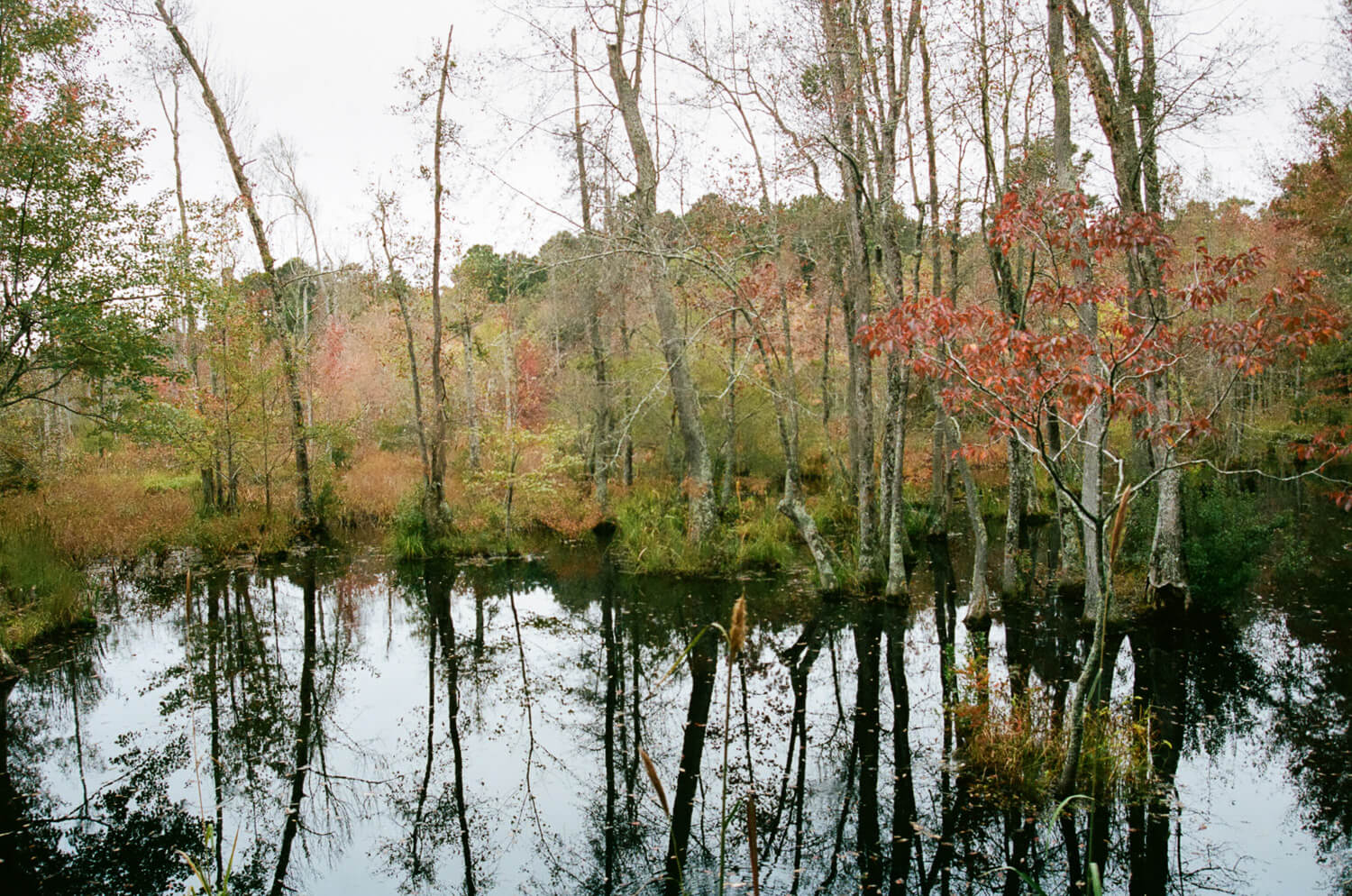 Beaver pond - October 8 9:06 AM
