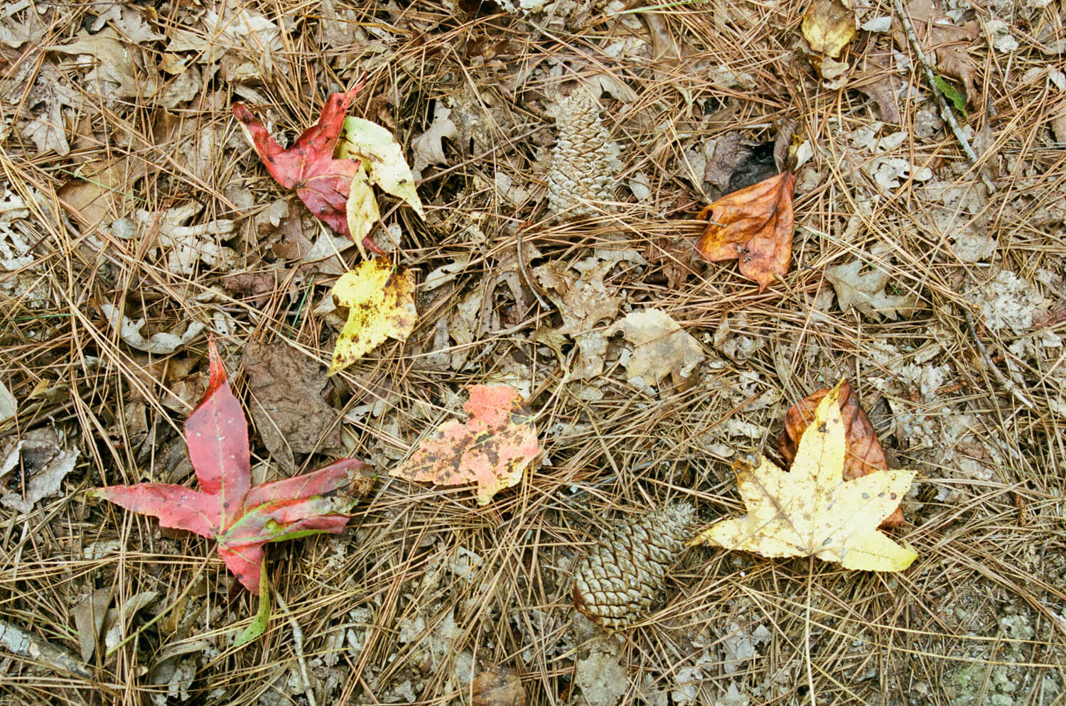 Fallen Leaves - October 10 9:06 AM