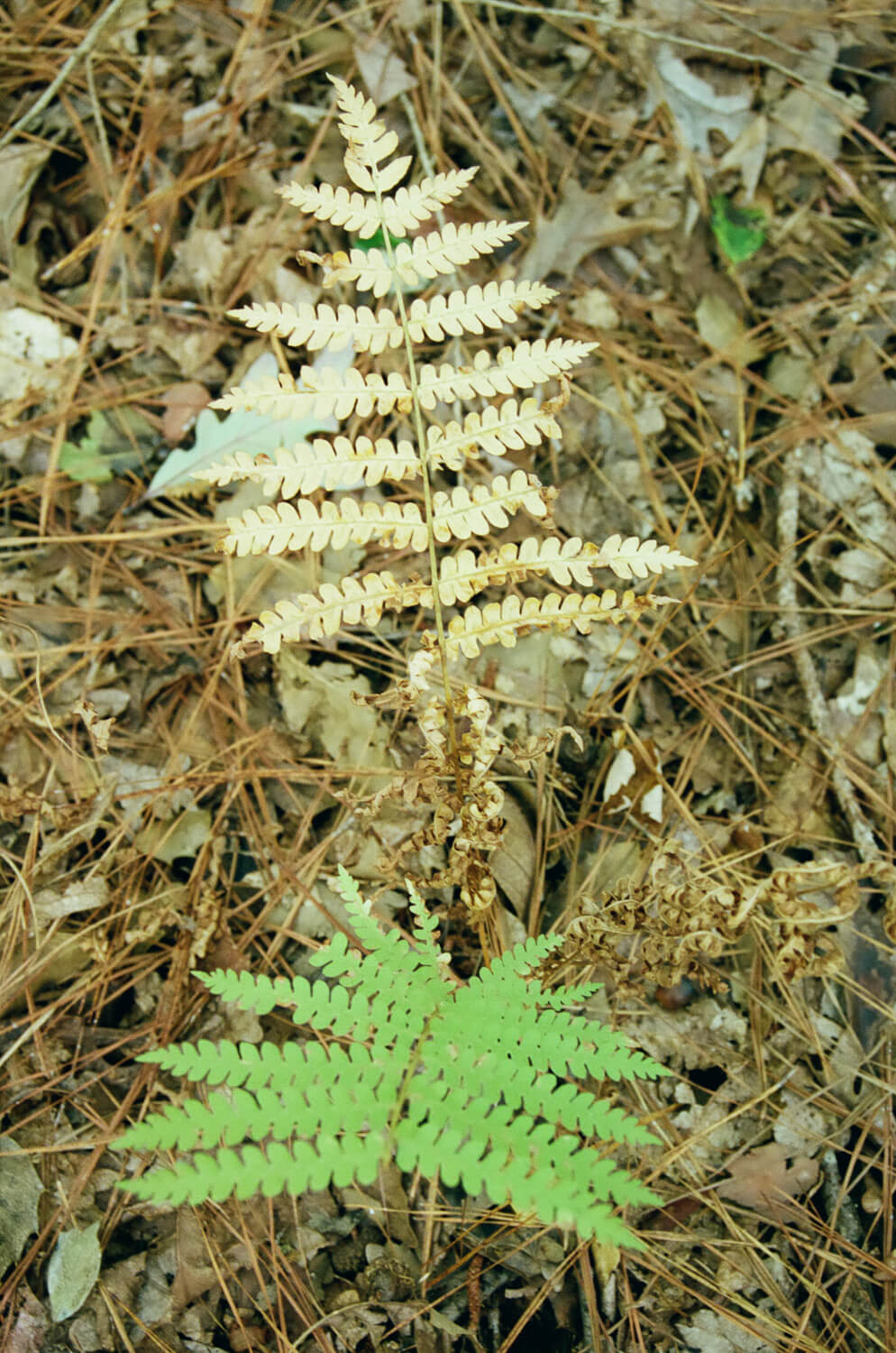 Two ferns - October 19 1:45 PM