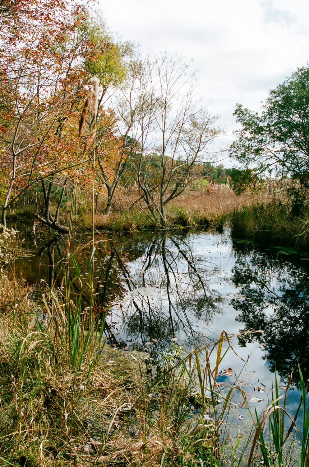 Quiet pond - October 25 1:39 PM
