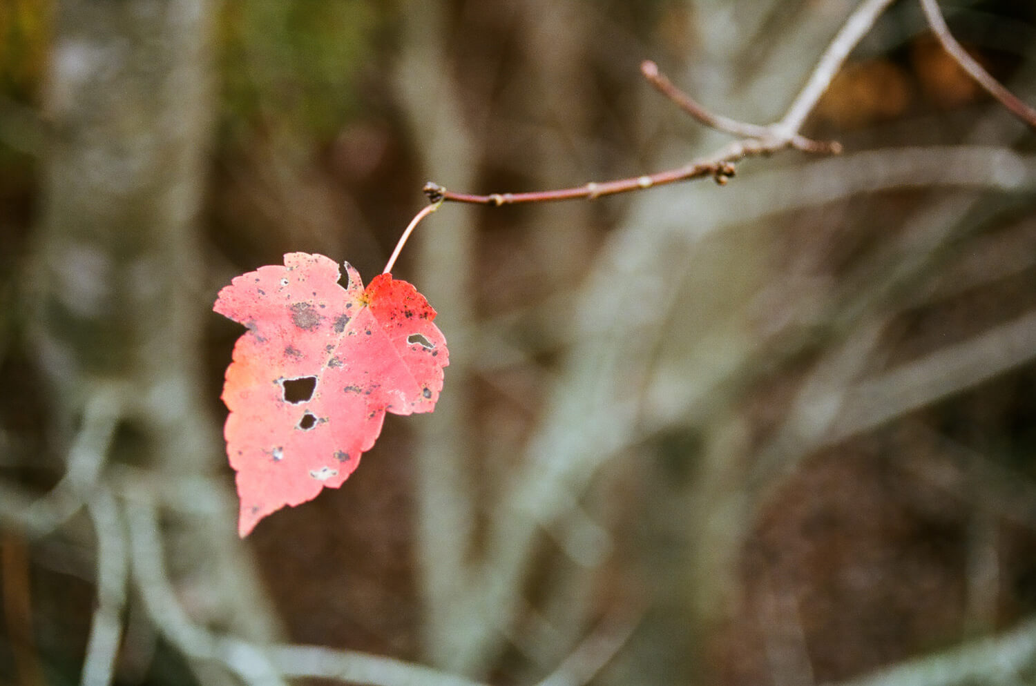 Last leaf, last day - November 5 9:46 AM