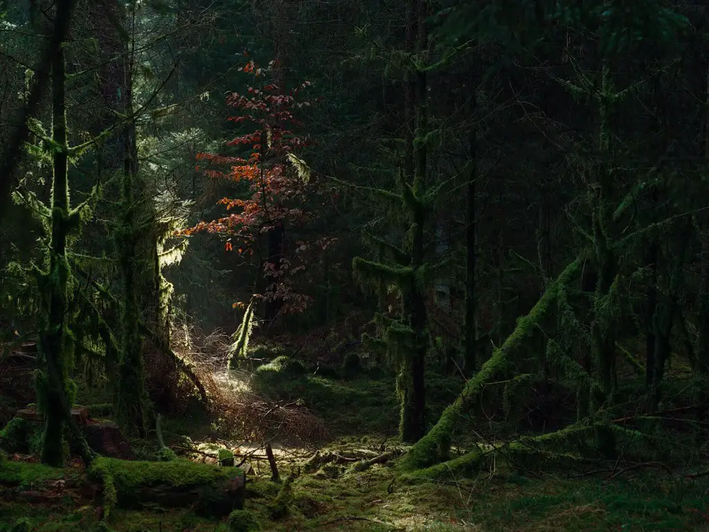 Another one on the roll with the first photos that worked. Enter the Forest by Alexandre Miguel Maia (2015) 81-16