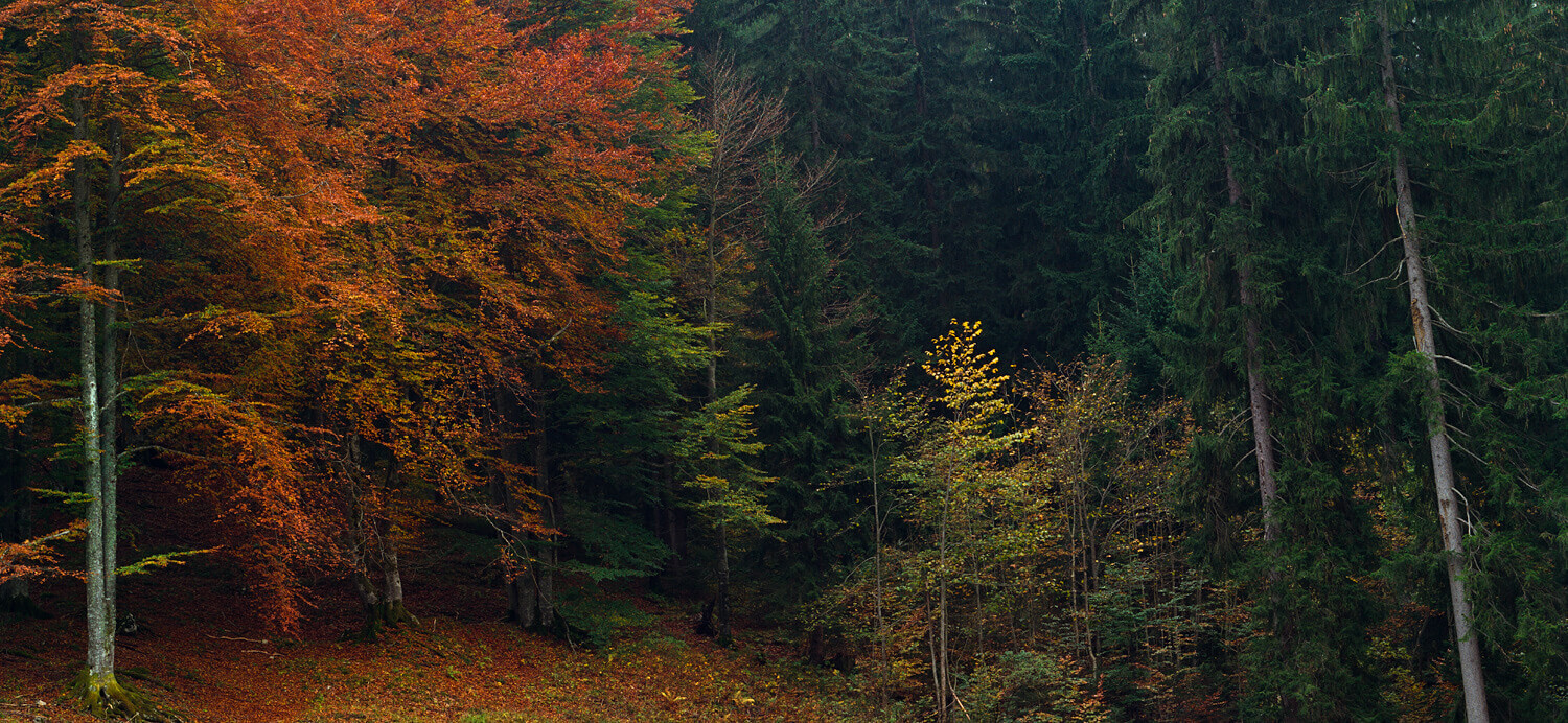 Enter the Forest - Vorderbrand, Berchtesgadener Land, South Germany 2015