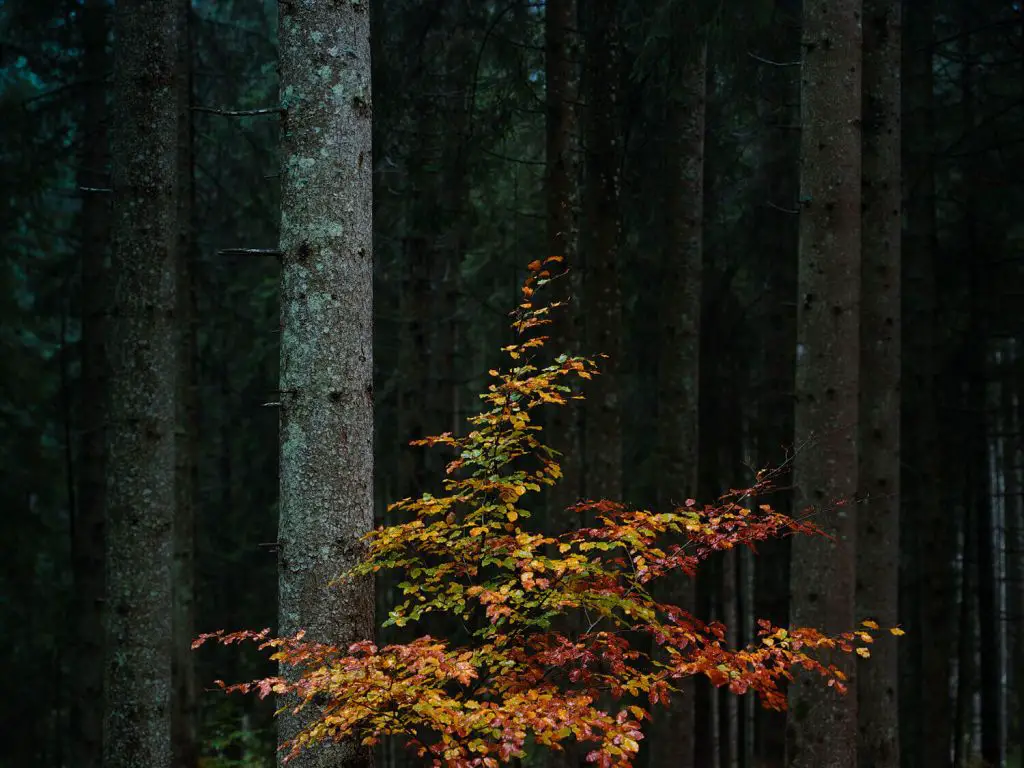 Brettgabel, Berchtesgadener Land, South Germany 2015. Enter the Forest by Alexandre Miguel Maia (2015)