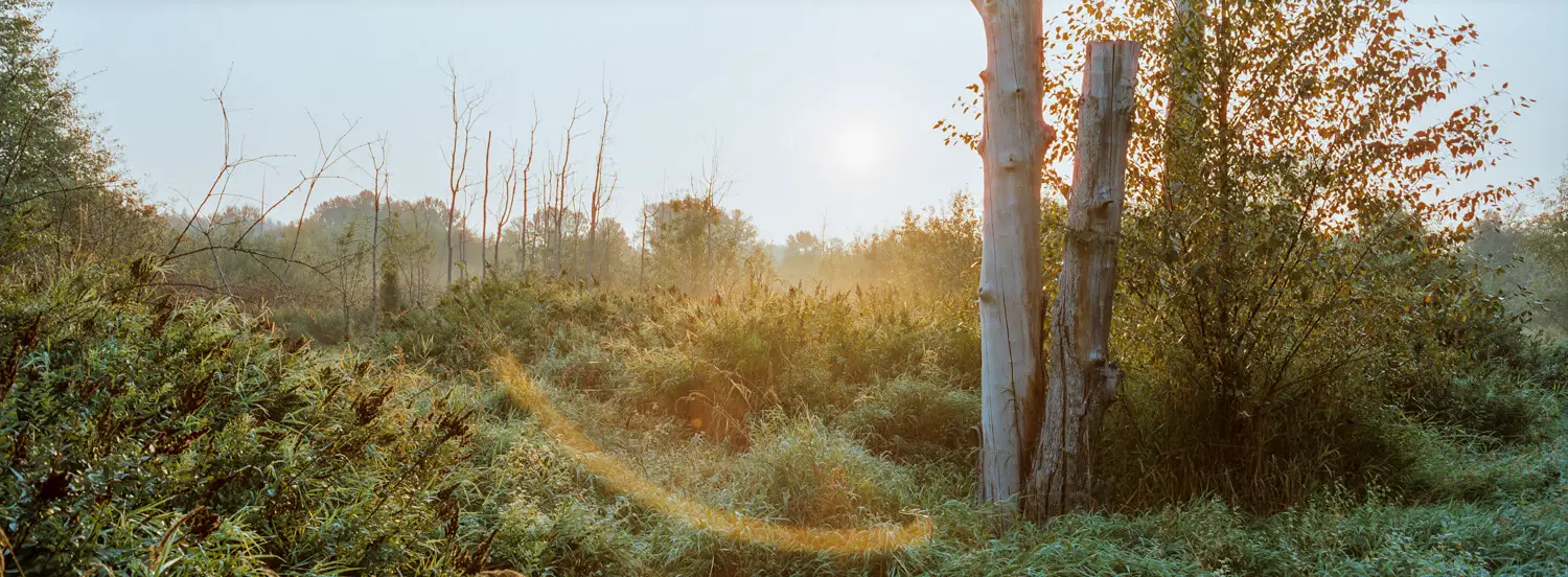 CineStill 400D - Hasselblad Xpan - Kenmore Wetland 1 - Was trying to get some sunstars but managed to find some lens flare instead.  Notice the halations around the trees and leaves.