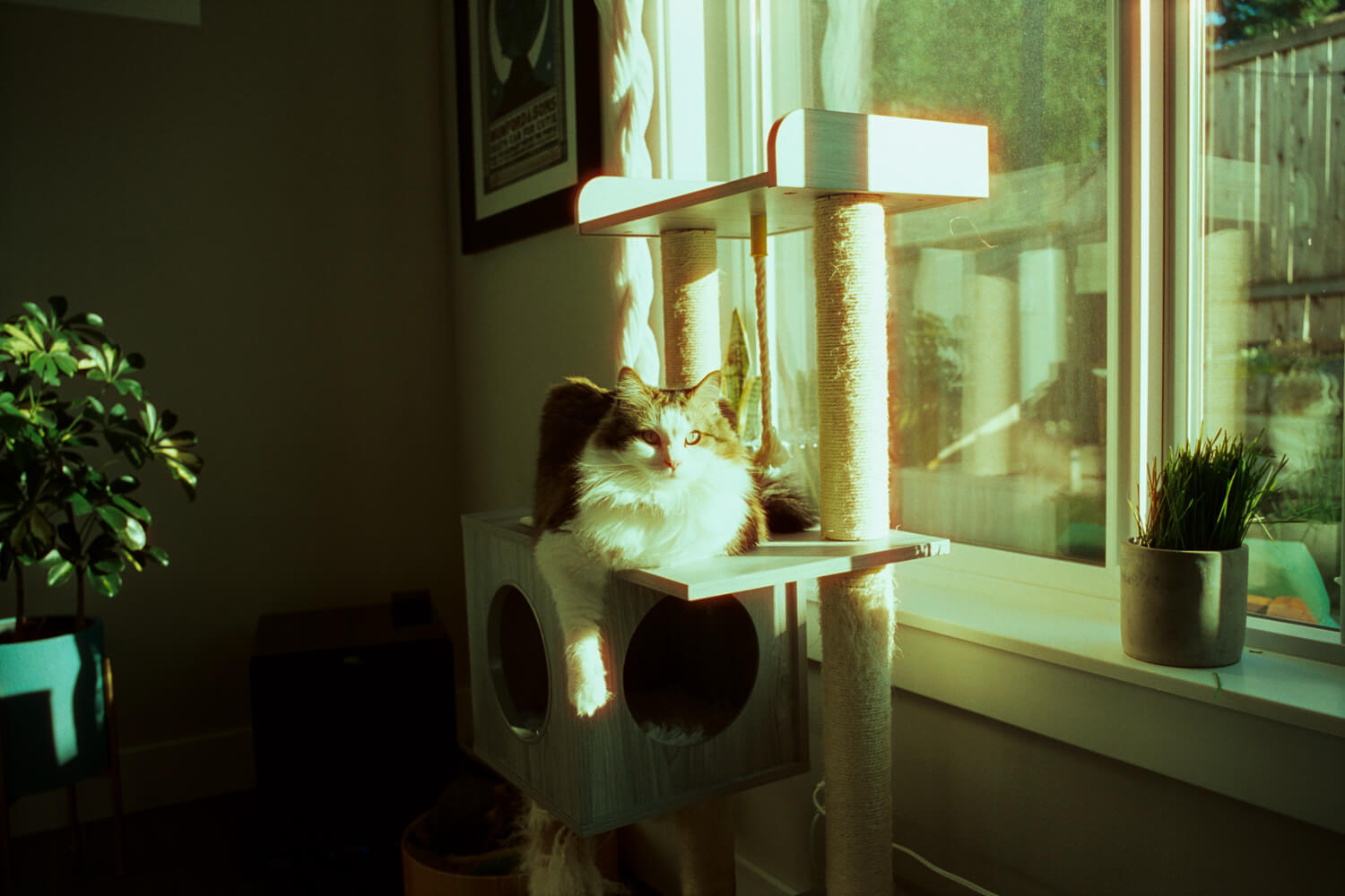 CineStill 400D - Hexar RF - Hexar RF - Not sure what happened - Obligatory cat photo to try to finish the roll, this one ended up pretty all over the place with the harsh window light coming through.
