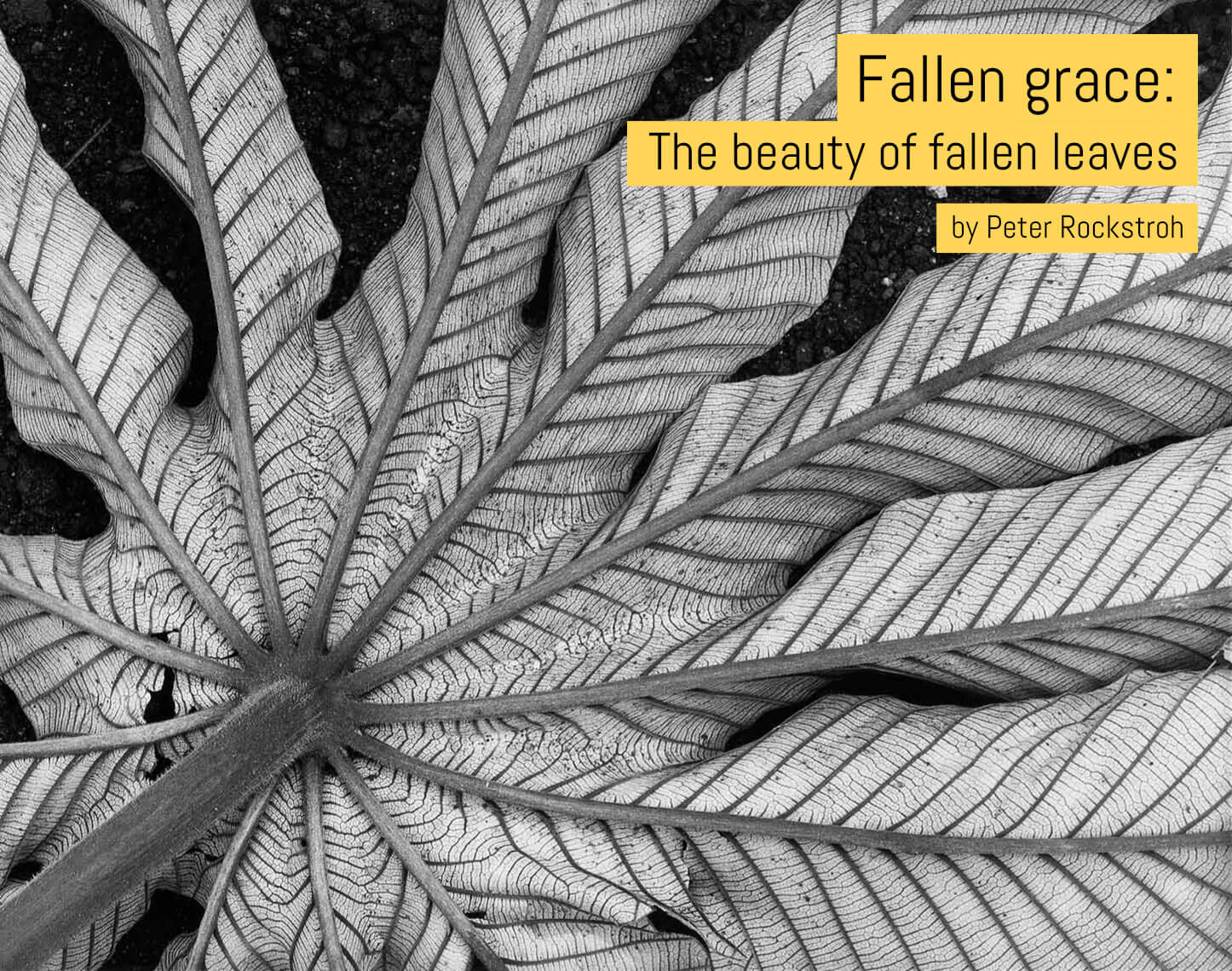 Fallen grace: The beauty of fallen leaves