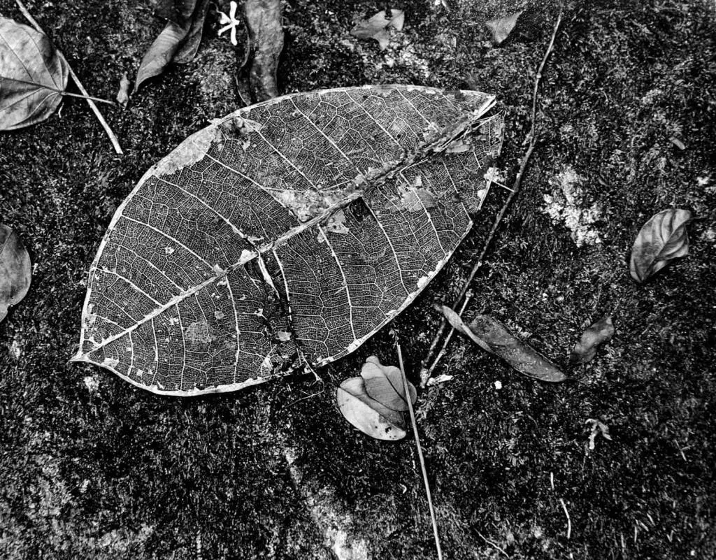 Leaf skeleton - Peter Rockstroh