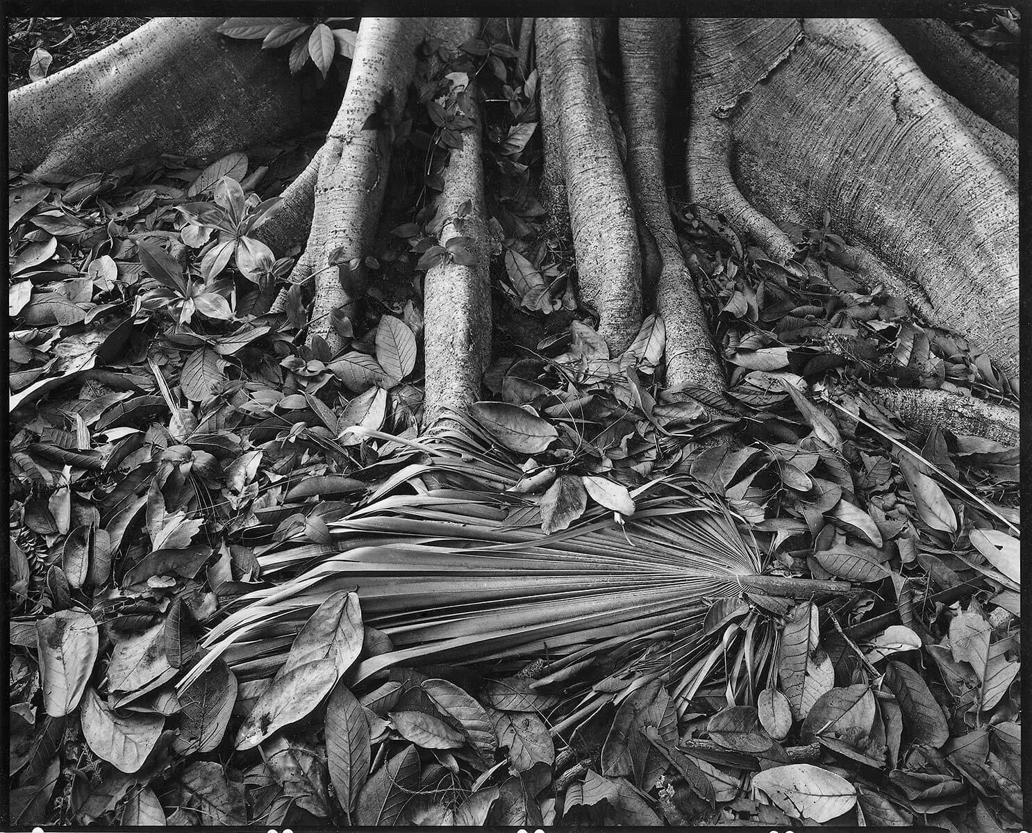 Palm leaf - Peter Rockstroh